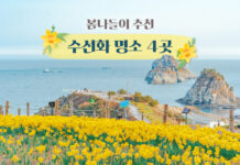 봄나들이 추천 수선화 명소 4곳