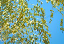 한 총리 “산림 탄소흡수원 기능 강화…온실가스 감축을” a green leafy tree against a blue sky