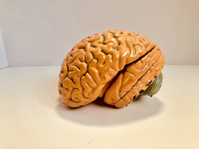 Photo by Natasha Connell human brain figurine