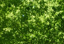 초여름, 건강을 챙기는 방법을 알려드립니다! a green leafy tree with a blue sky in the background