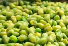 근육 건강, 단순 운동 넘어 식물성 단백질과 ‘마이오카인’이 열쇠 green fruits